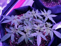 IMG_20221206_212434