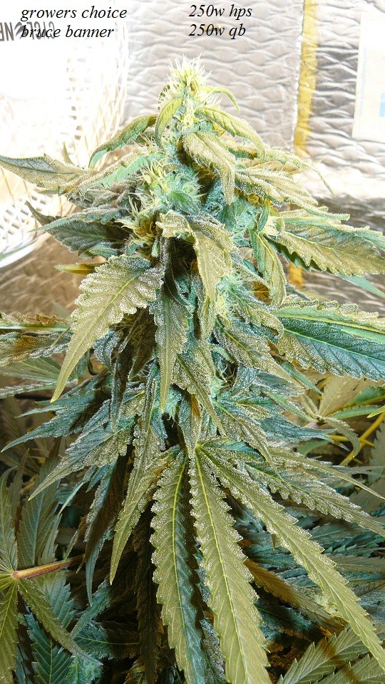 drobes 27 12 22 001