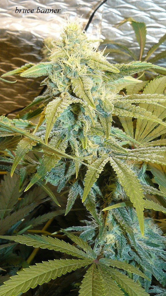 drobes 27 12 22 002