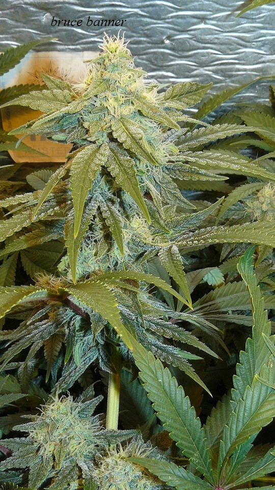 drobes 27 12 22 003