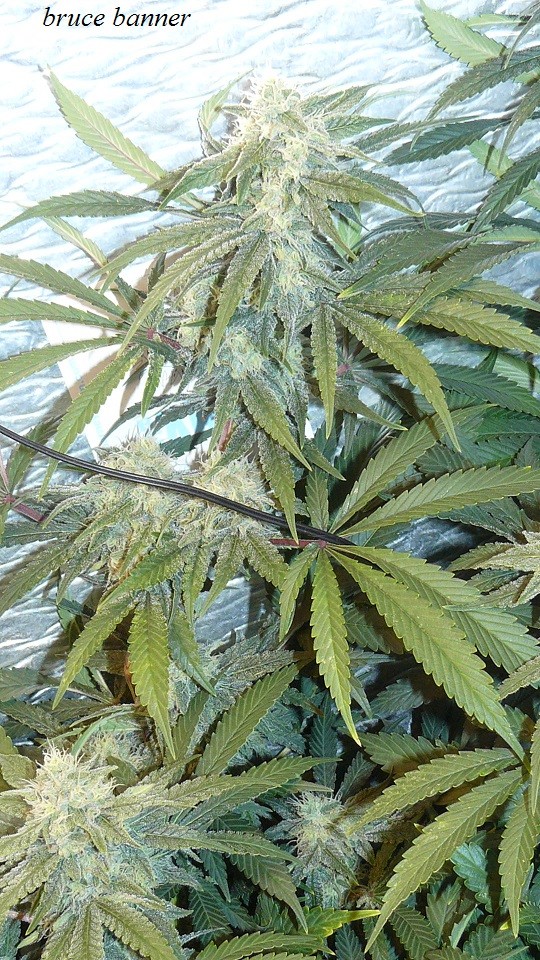 drobes 27 12 22 004