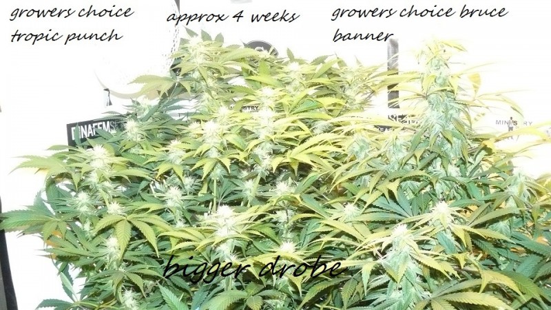 drobes 27 12 22 009