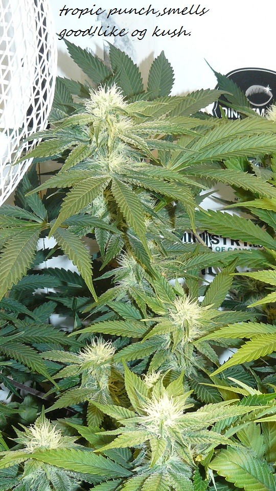 drobes 27 12 22 010