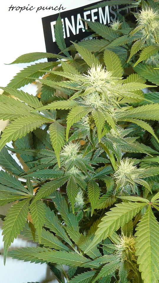 drobes 27 12 22 011