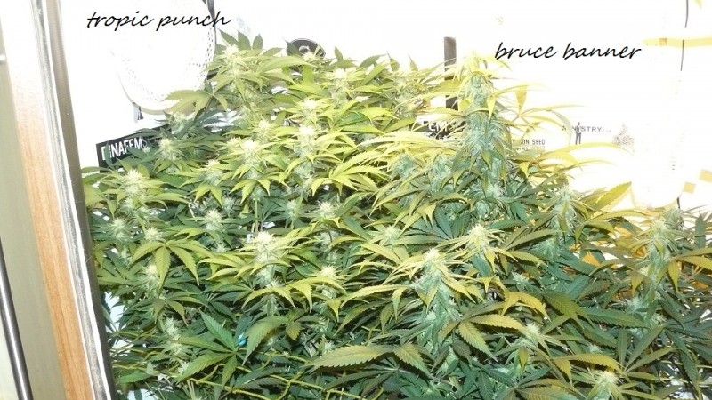 drobes 27 12 22 019