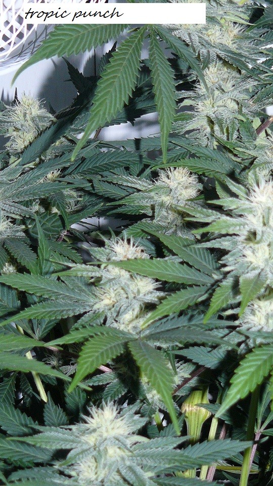 drobes 010122 003