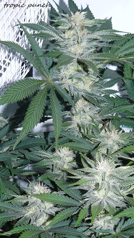 drobes 010122 005