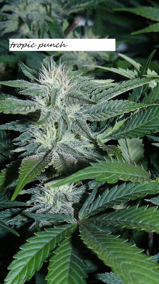 drobes 010122 009