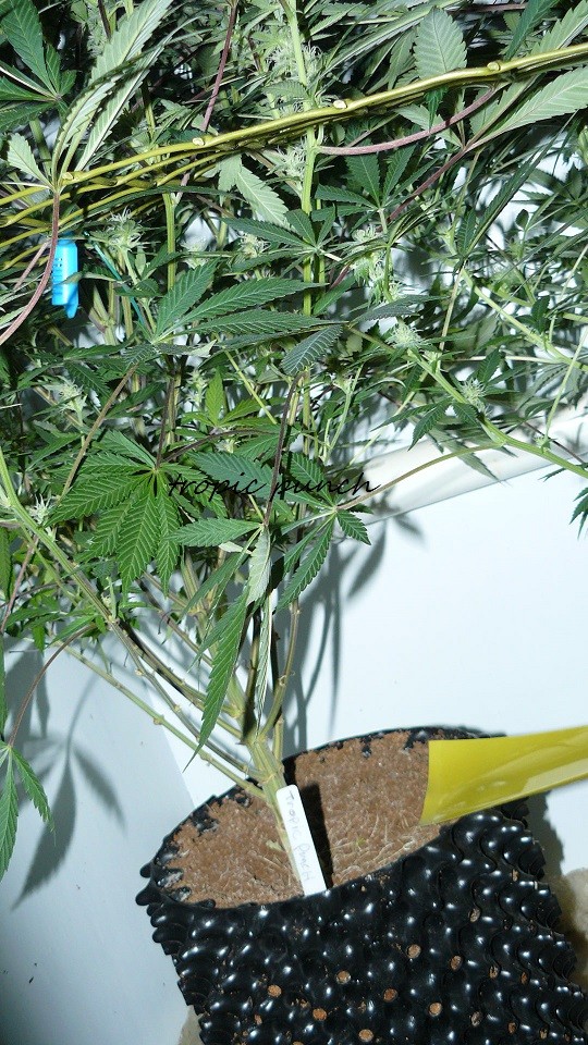 drobes 010122 015