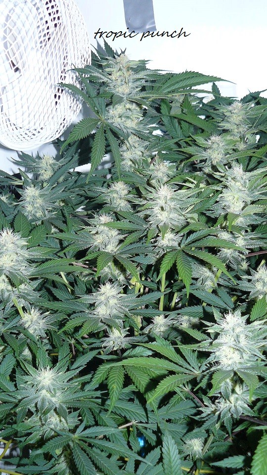 drobes 010122 017