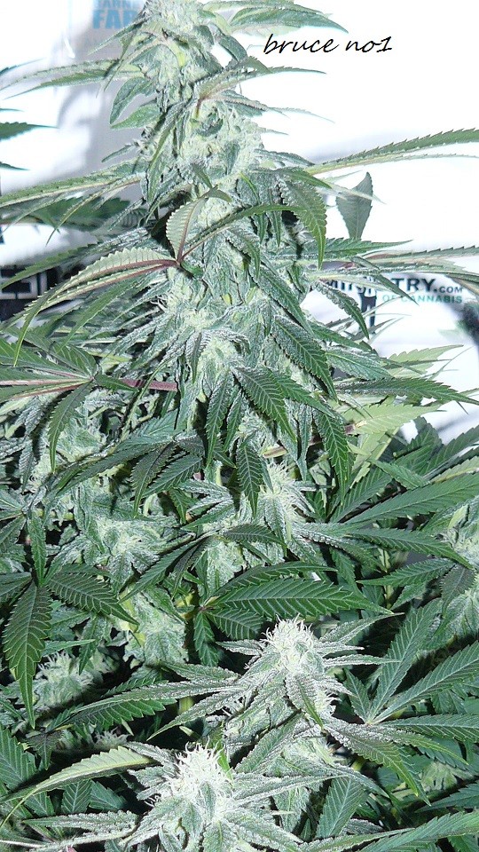 drobes 010122 020