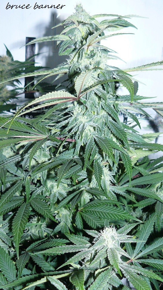 drobes 010122 029