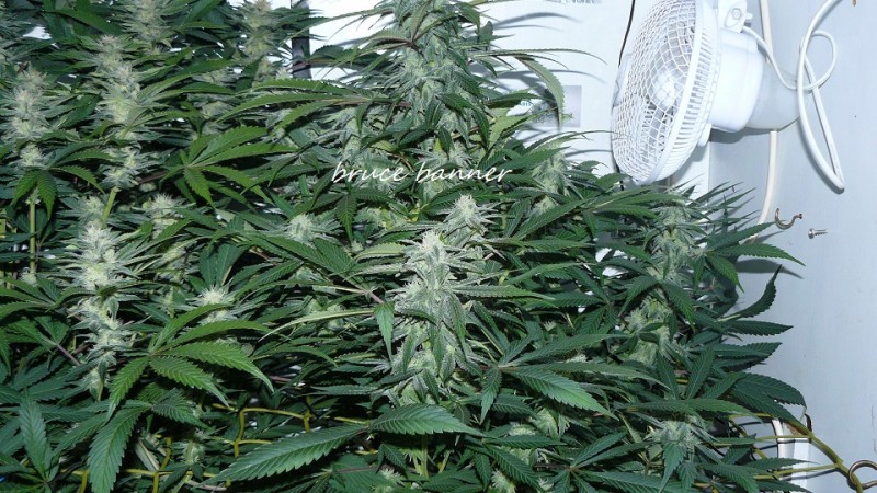 drobes 010122 030