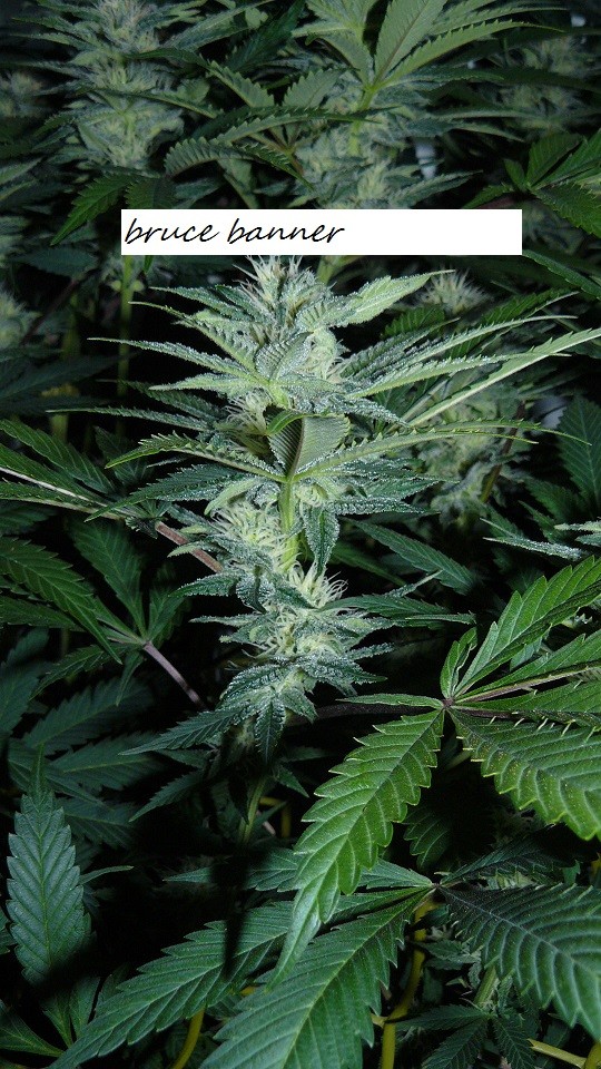drobes 010122 032