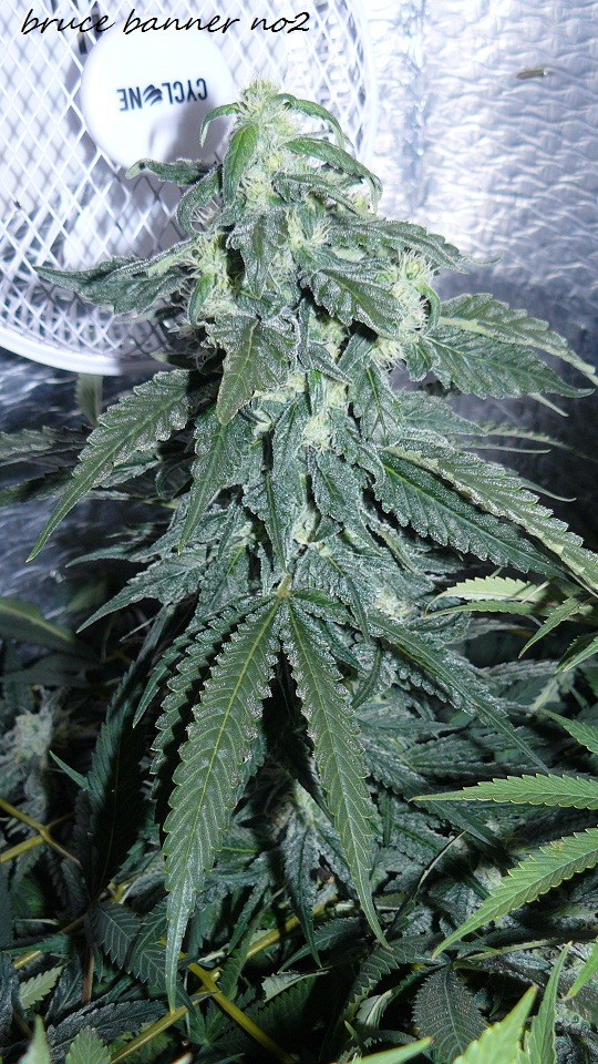 drobes 010122 037