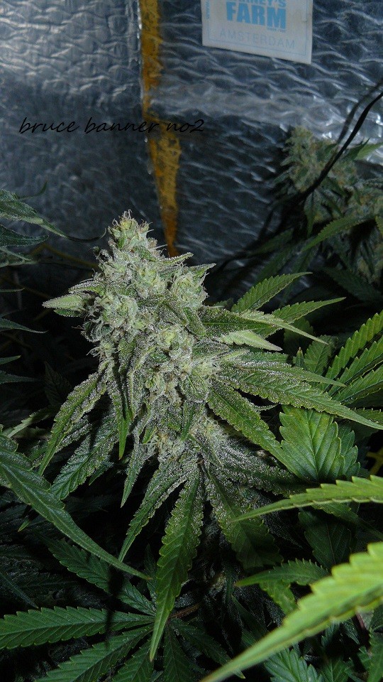 drobes 010122 038
