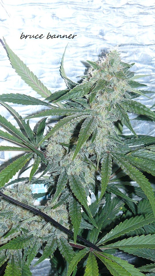 drobes 010122 046