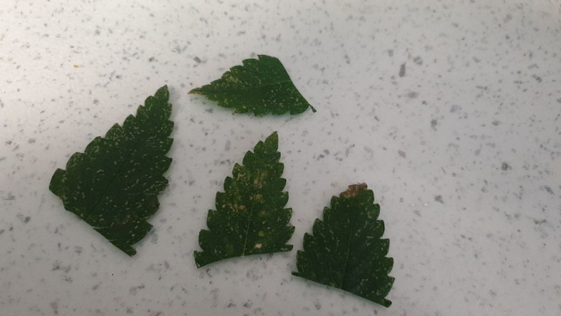 IMG-20190623-WA0010