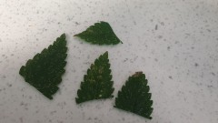 IMG-20190623-WA0010