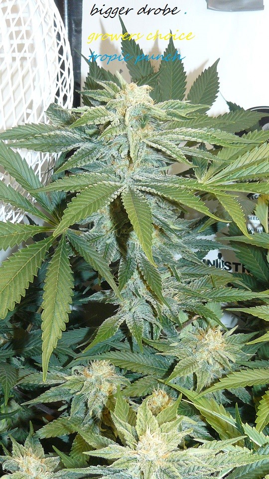 drobes bud porn! 001