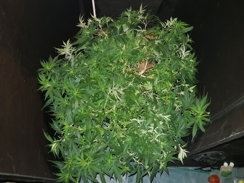 Agent orange 3 months ish veg