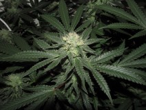 43 days bloom  (1)