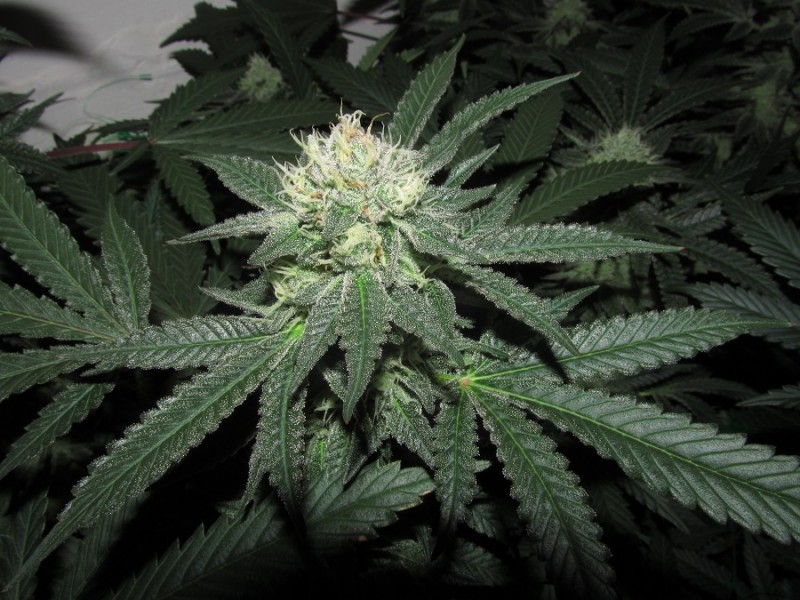 43 days bloom  (3)