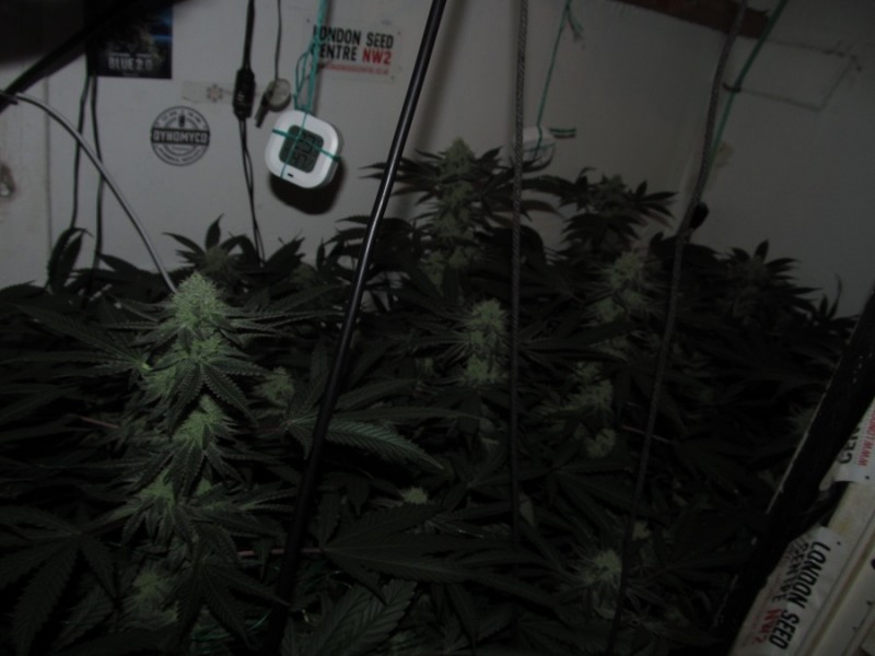 43 days bloom  (5)