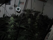 43 days bloom  (5)