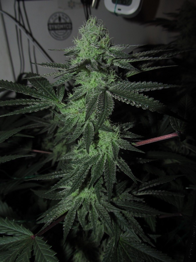 43 days bloom  (6)