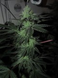 43 days bloom  (6)