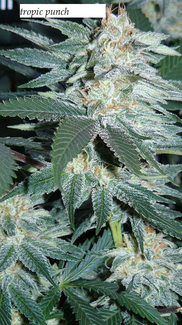 drobes budporn 2 015