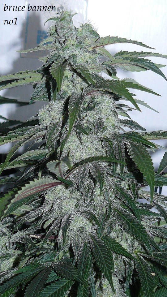 drobes budporn 2 018