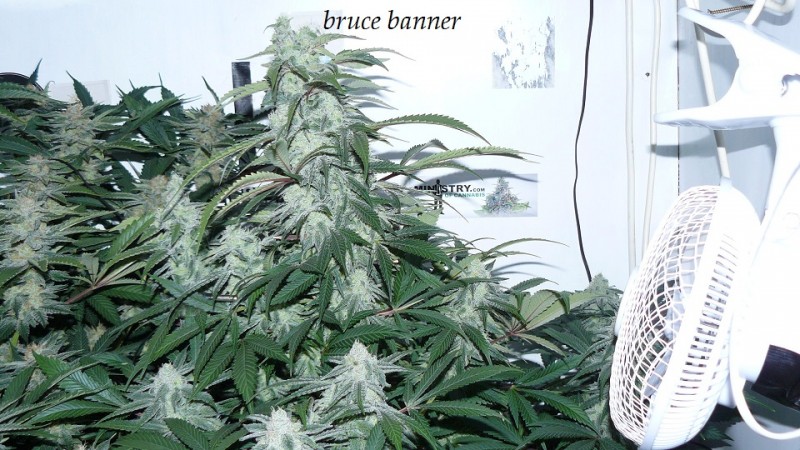 drobes budporn 2 026