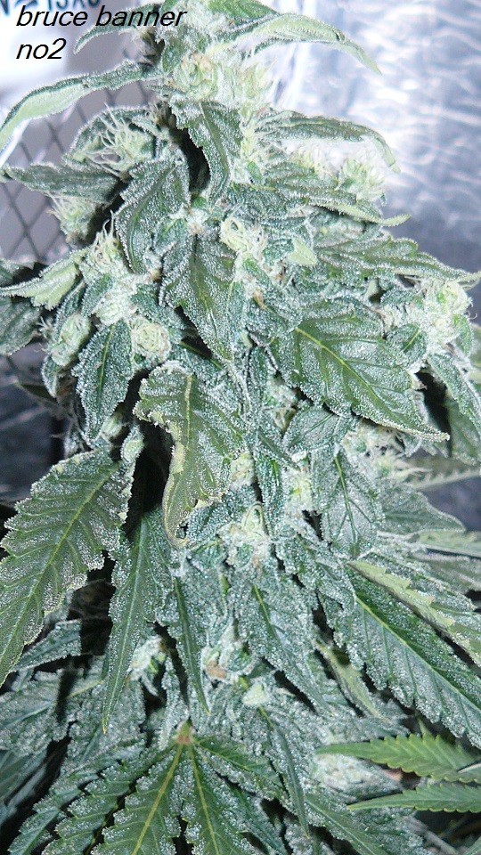 drobes budporn 2 033