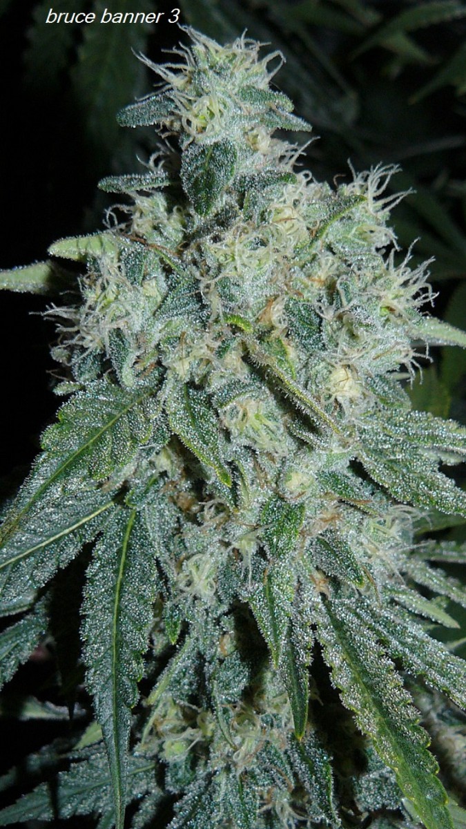 drobes budporn 2 046