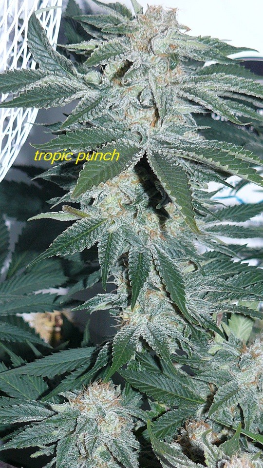 drobes 14 01 23 004