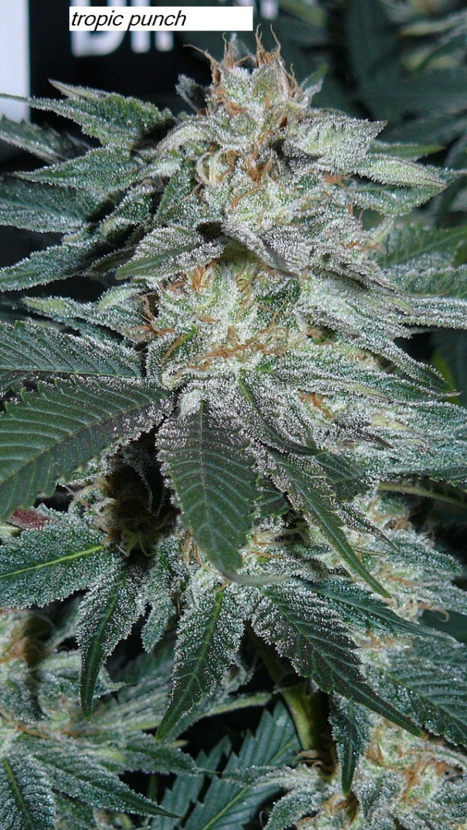 drobes 14 01 23 007