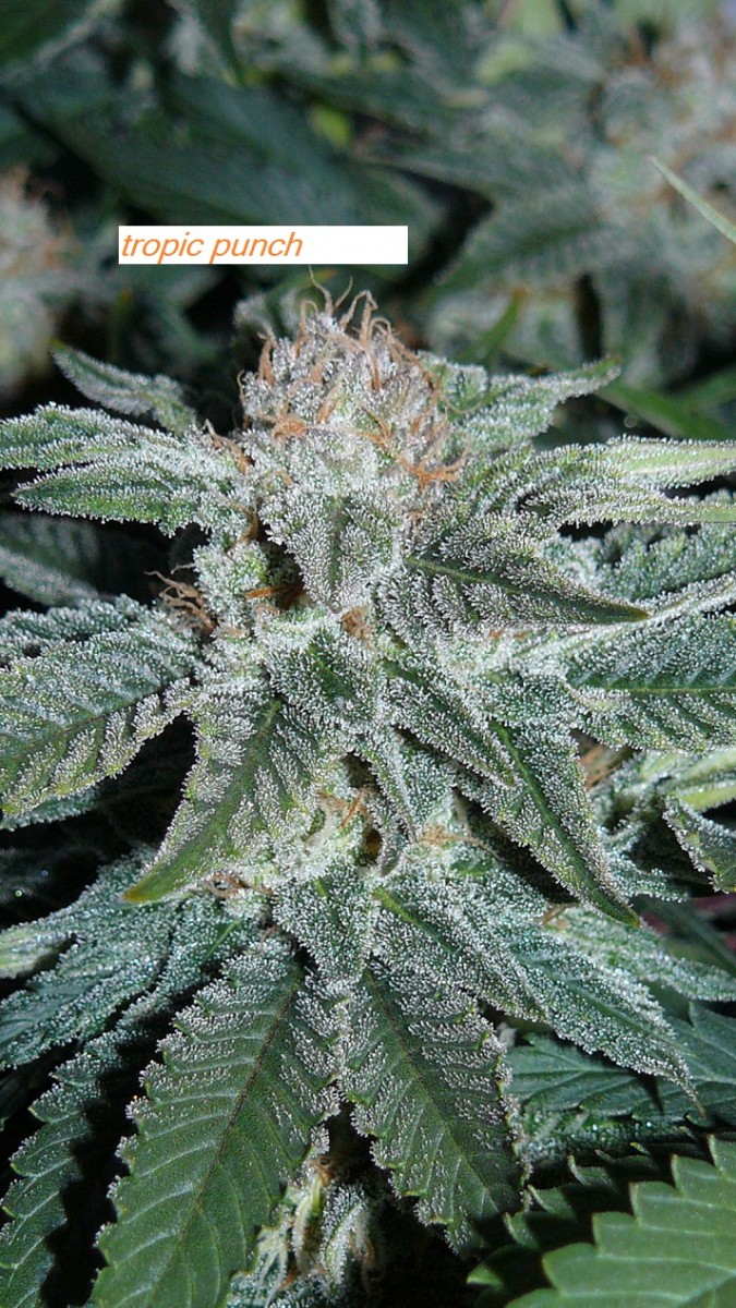 drobes 14 01 23 009