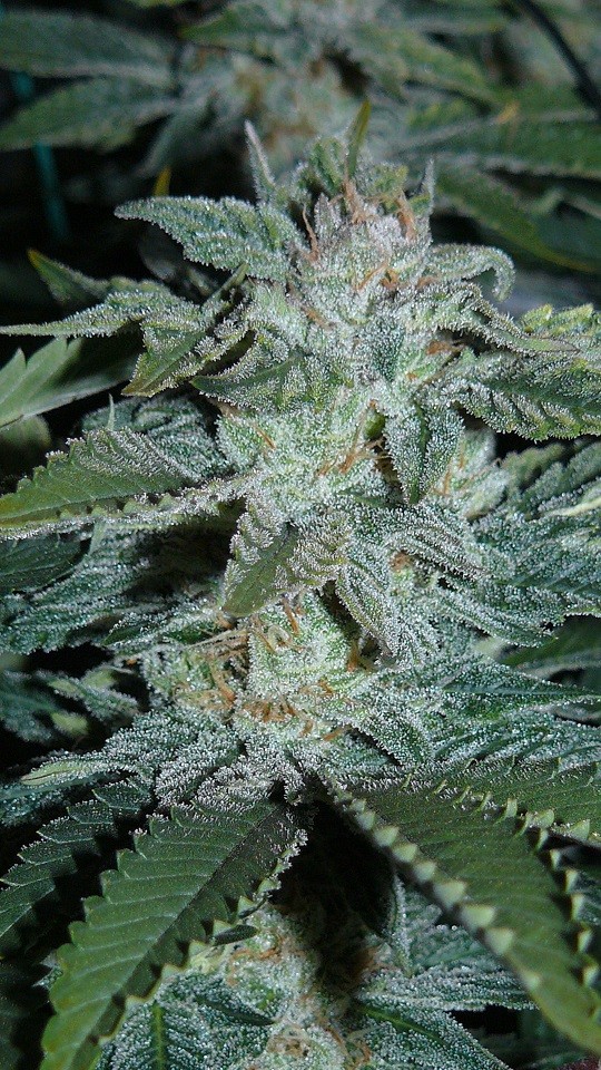 drobes 14 01 23 011