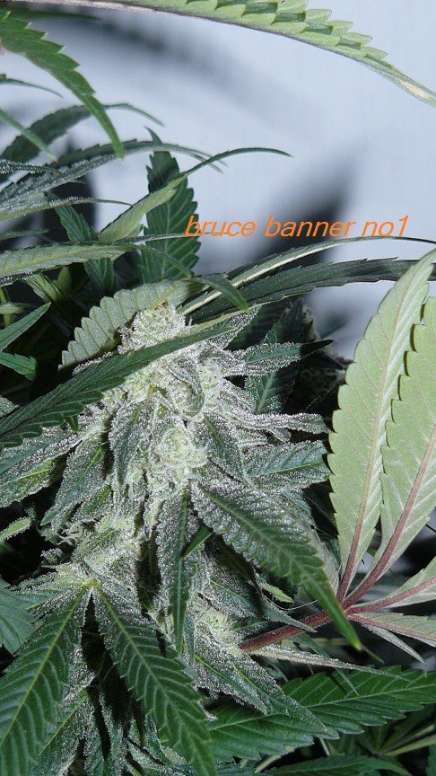 drobes 14 01 23 022