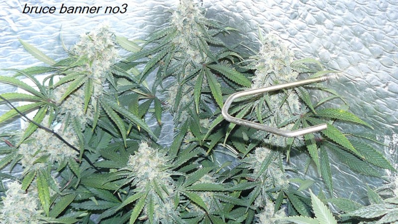 drobes 14 01 23 043