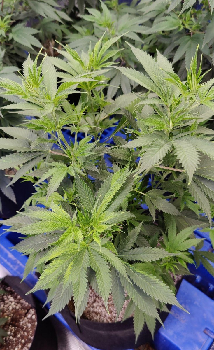 Sour Diesel #7