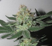 47..days bloom (5)