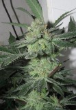 47.day bloom (7)