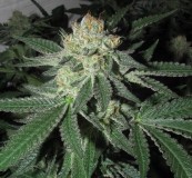 47day bloom (6)