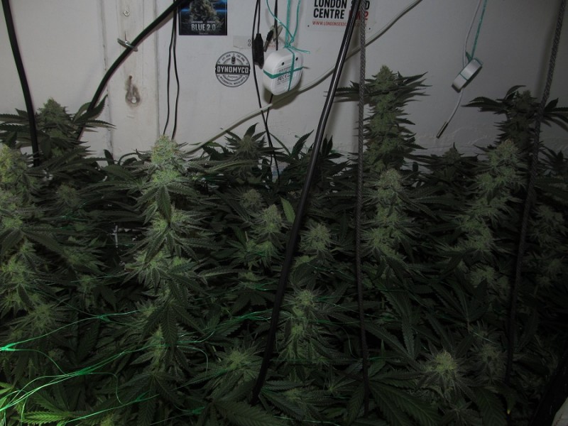 47days bloom (4)
