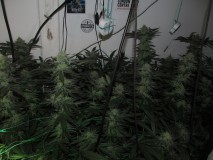47days bloom (4)