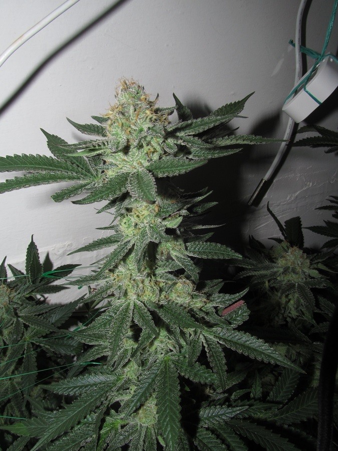 47days bloom (5)
