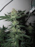 47days bloom (5)